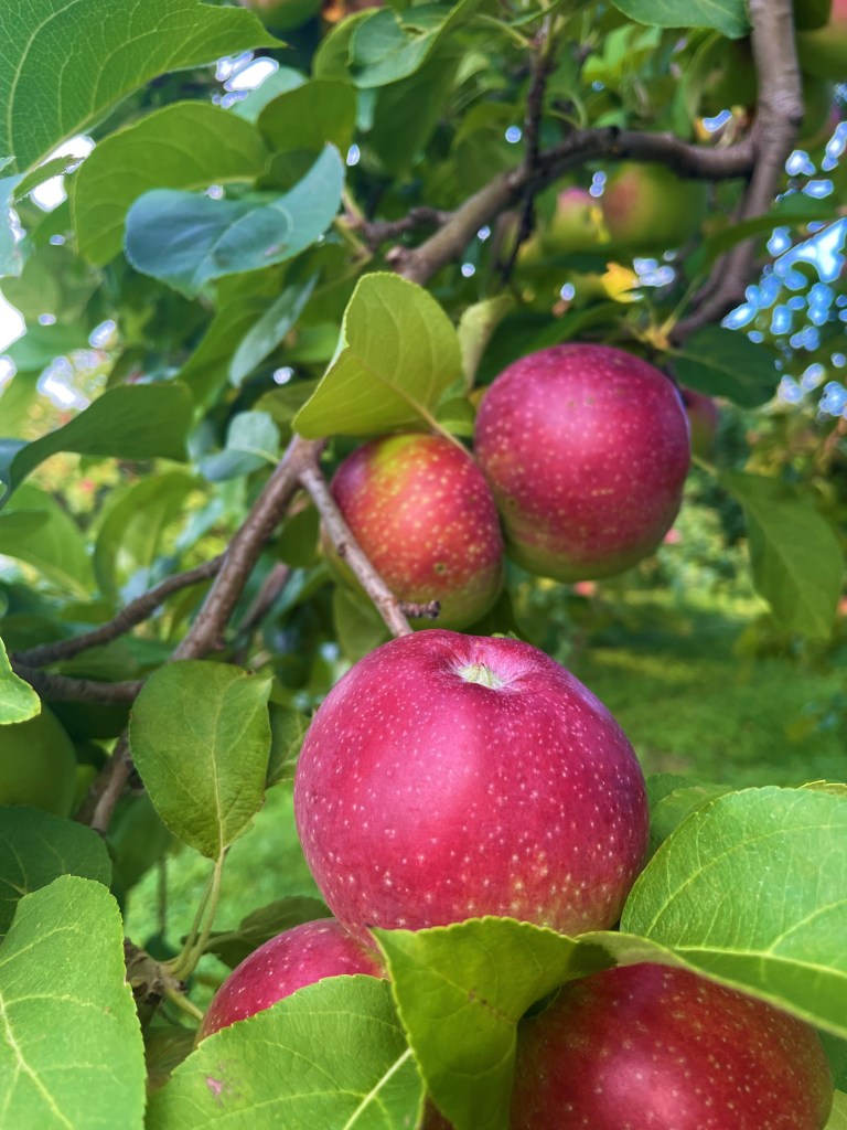Chromo Publicitaire Ancien – À La Ville De Saint Denis – Cueillette Des Pommes